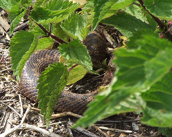 Viper on dragon's tooth