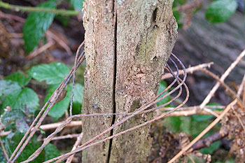 Anti-tank ditch at Crowborough